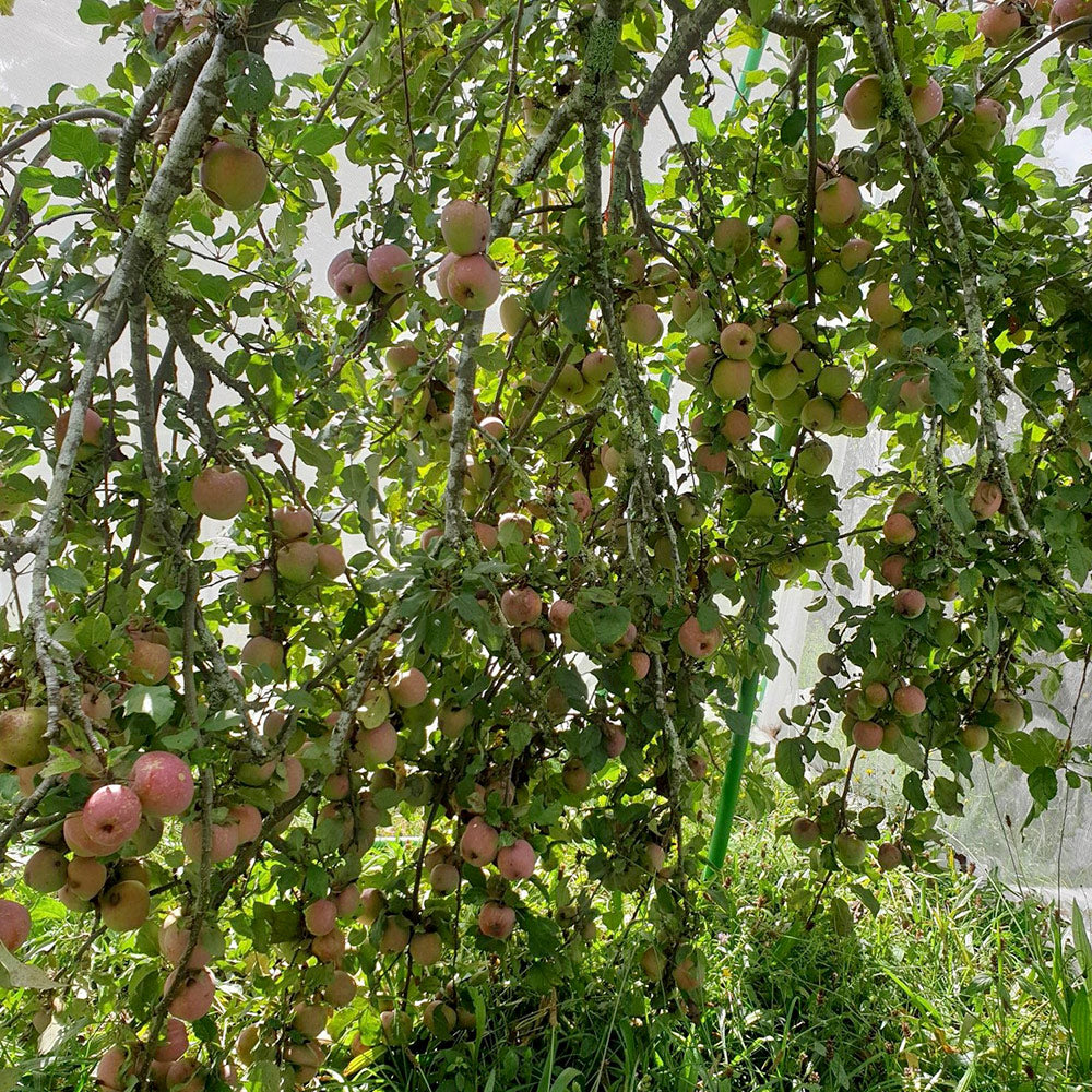 Flexi Garden Tree Frame - 2 metres tall