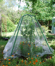 Time to plant deciduous trees and shrubs