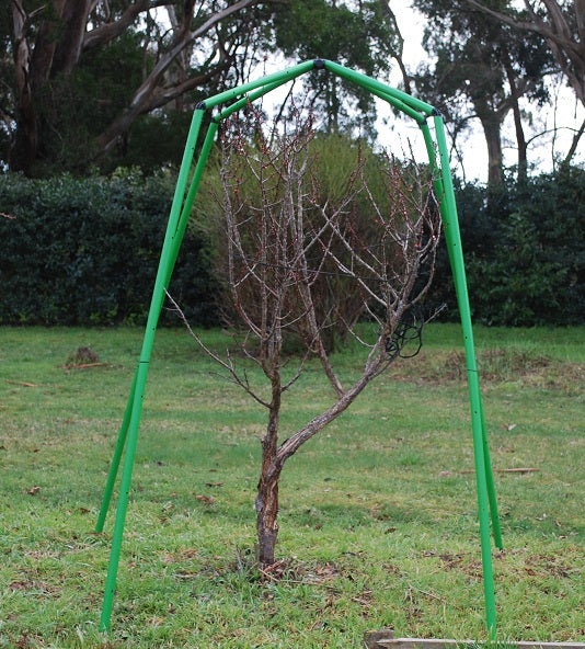 Spring into the fruit orchard