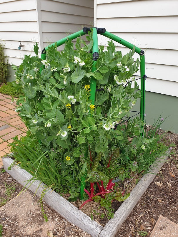 Please, please me peas.