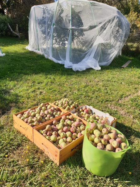 Grow apples or buy them?