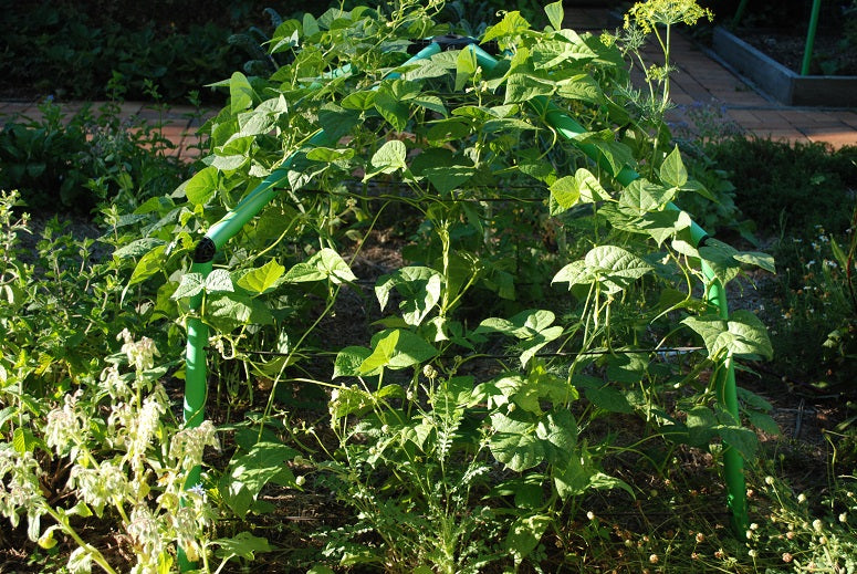 Getting rid of aphids.