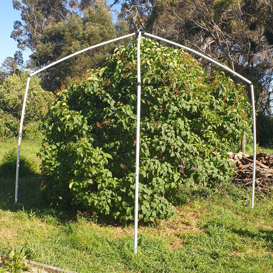 Pruning Fruit Trees in summer