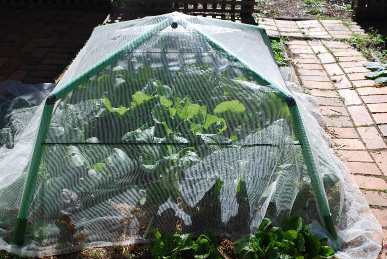 Mid-February planting