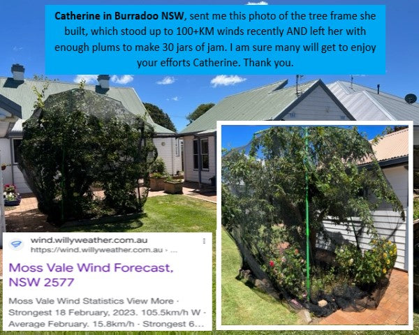 Summer Fruit Tree Pruning