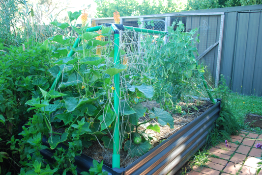 Growing Cucumbers