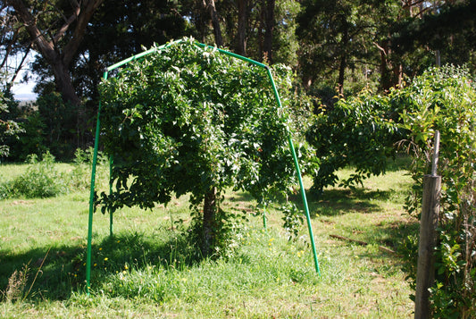 Tree Pruning