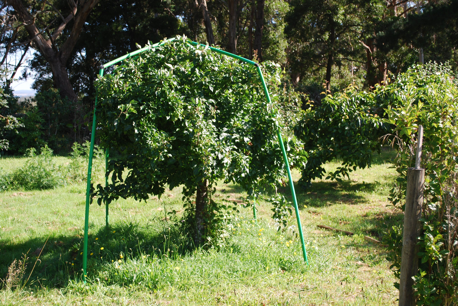 Tree Pruning