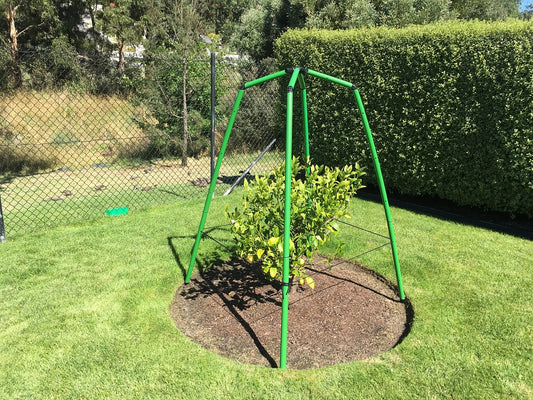 Feed the citrus trees.