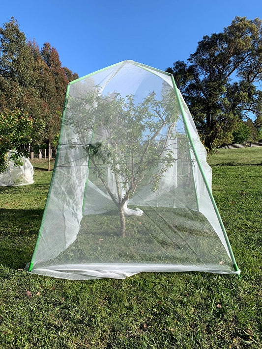 Fig Trees