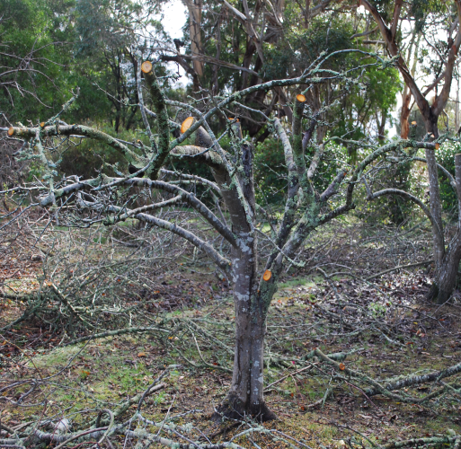 Winter tree pruning