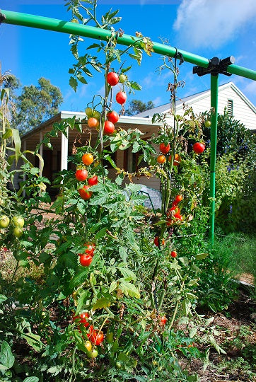 Transplanting tomatoes.