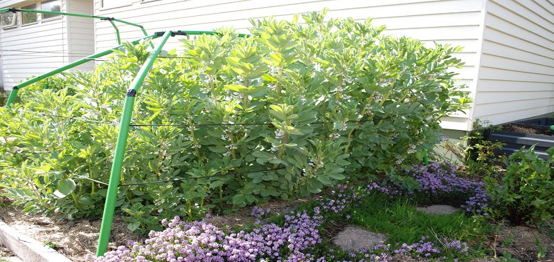 Beans for goodness sake.