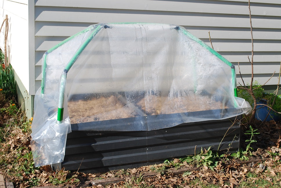 Keeping capsicum and chilli plants over winter