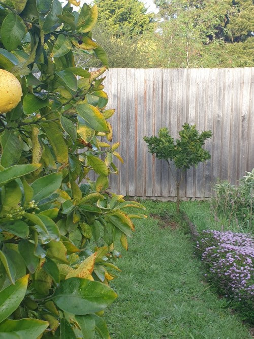 Wintering citrus