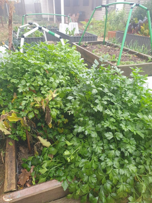Over wintering eggplants and the like
