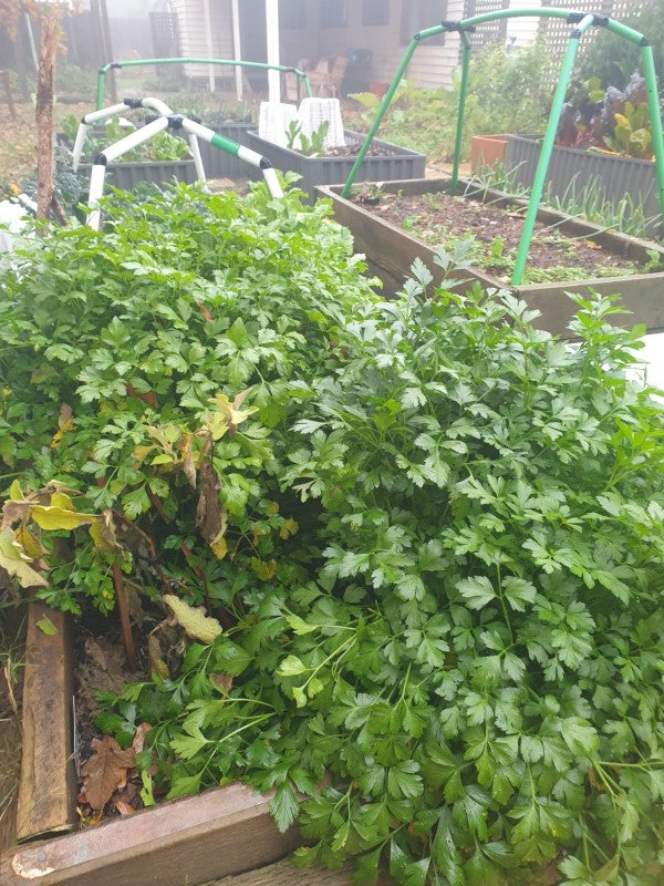 Over wintering eggplants and the like