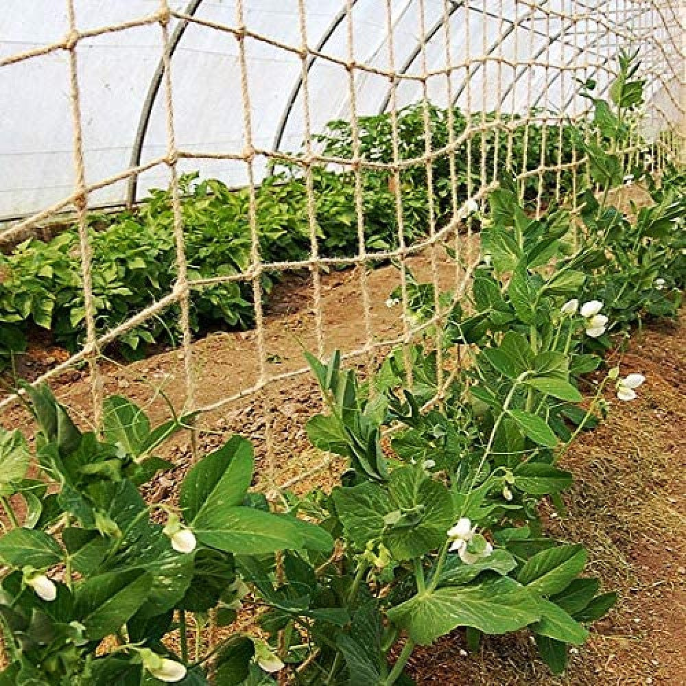 Bush and Climbing Beans