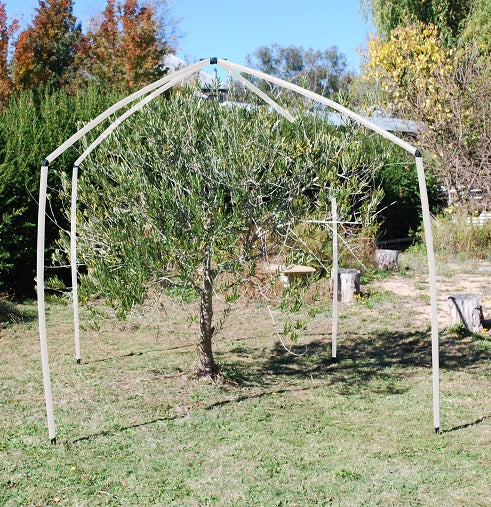 Pruning Olive Trees - Flexi Garden Frames