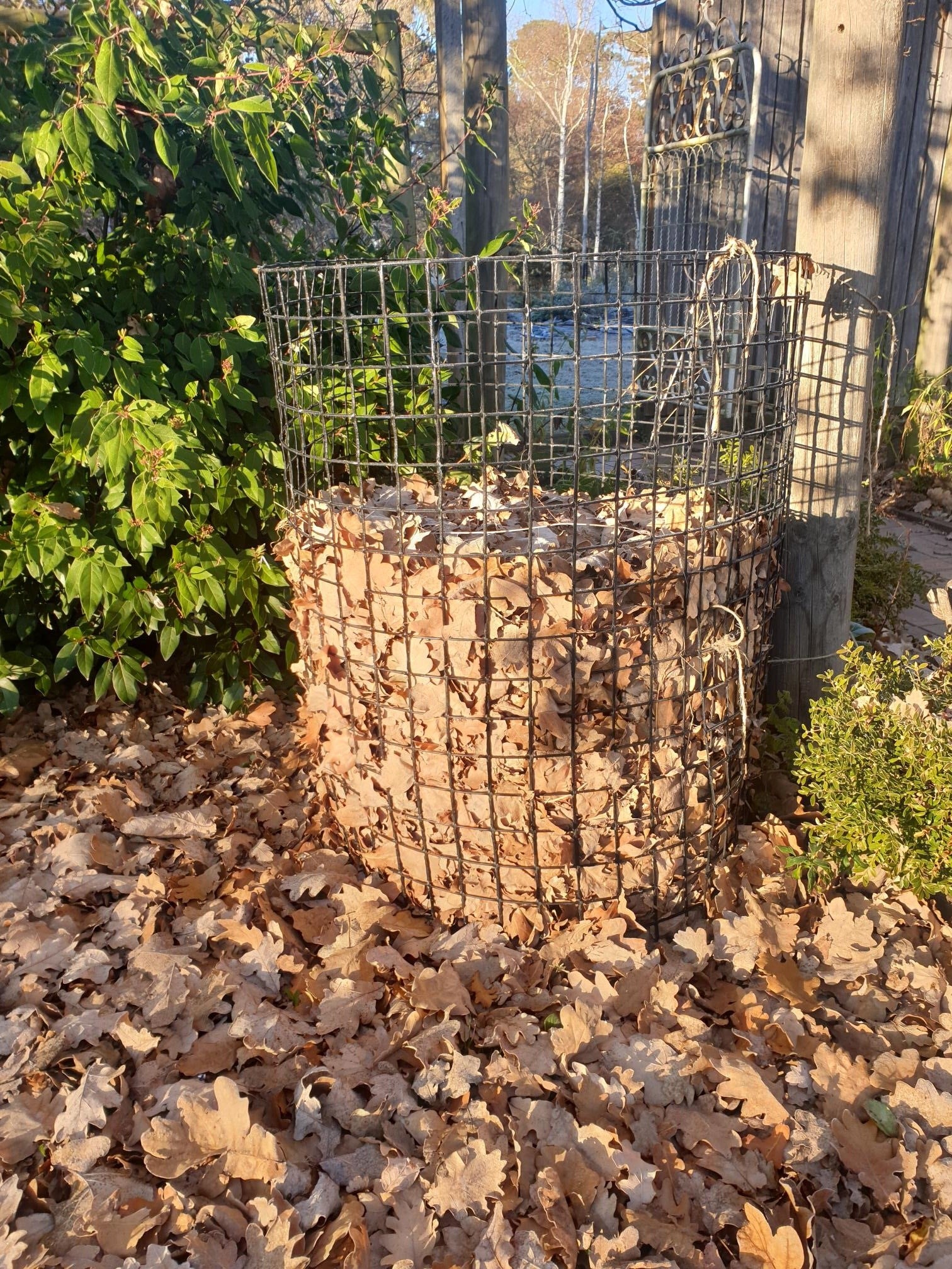 Leaves falling all around, lying waiting on the ground.