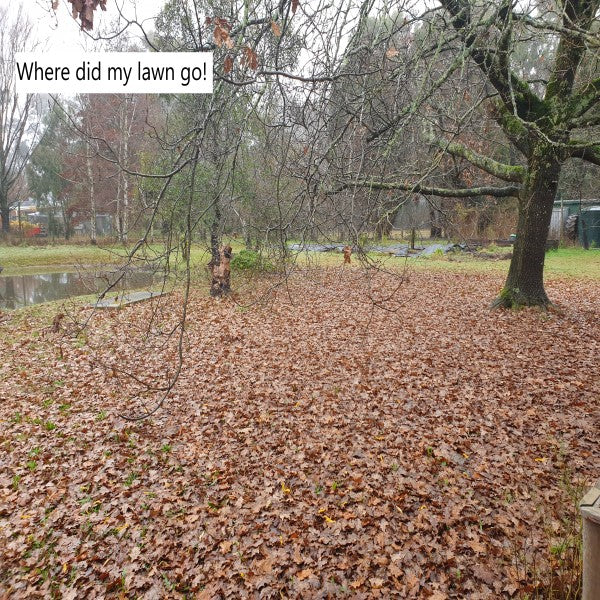 Golden brown and falling down