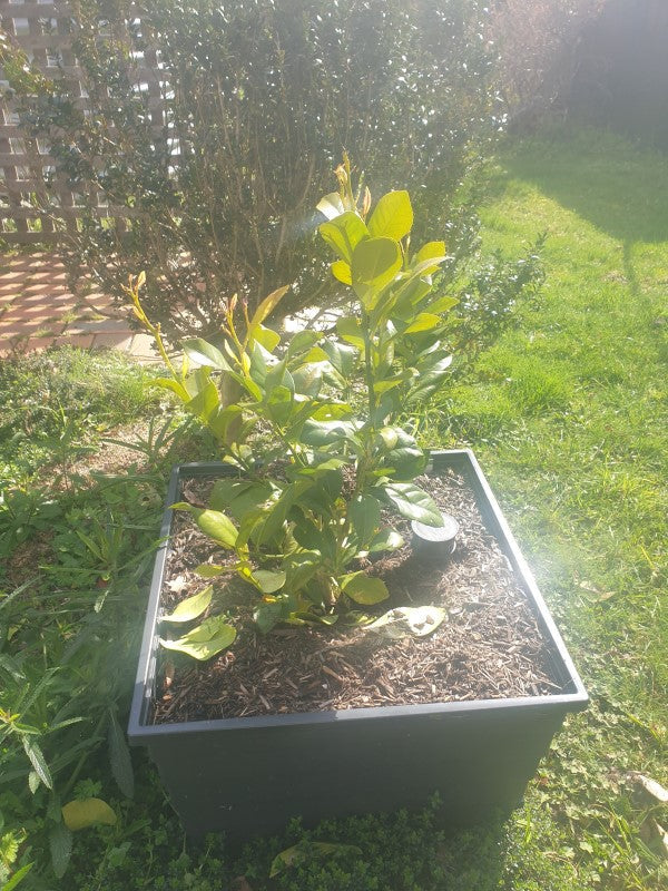 Yellowing leaves on citrus trees