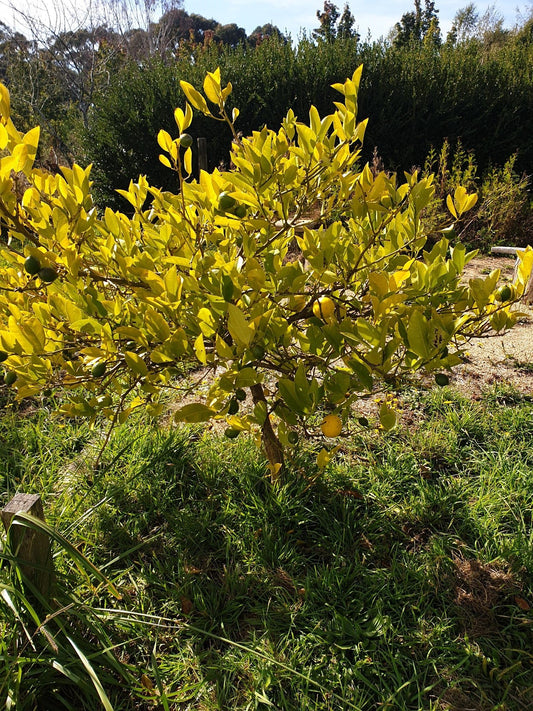 Citrus trees in winter.
