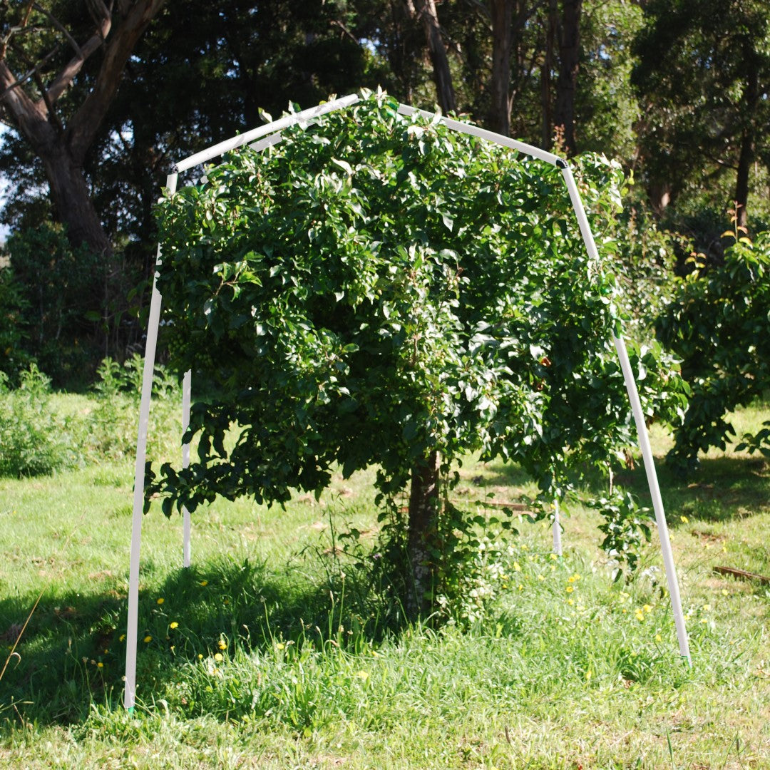 Summer fruit tree pruning