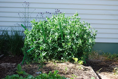 Spring vegtables