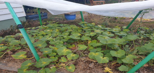 Pumpkins and berry bushes