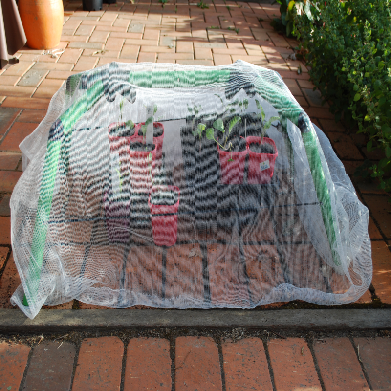 Germinating seeds