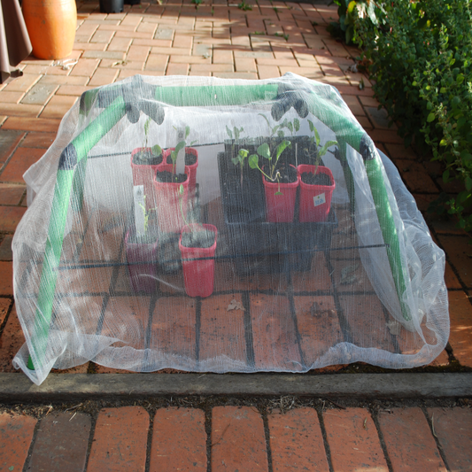 Germinating seeds