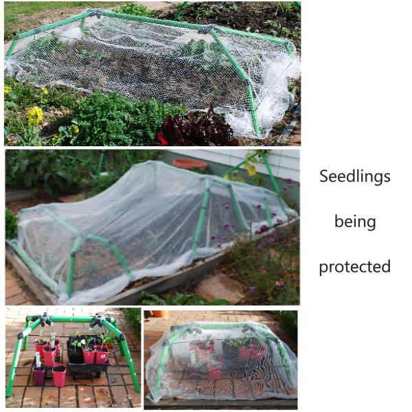 Germinating seeds