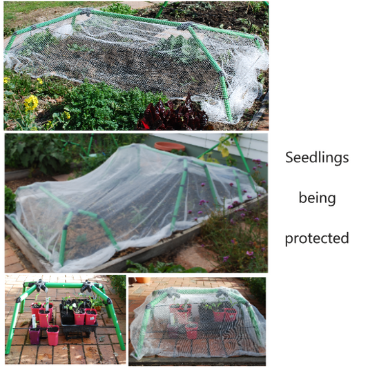 Germinating seeds
