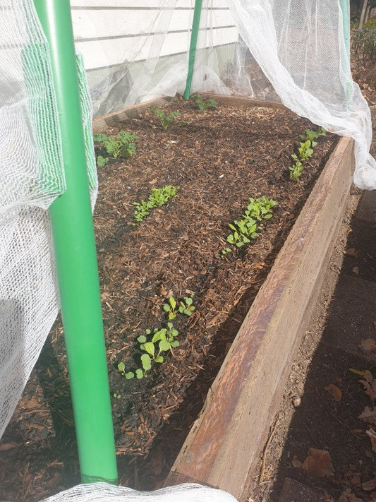 Soil health and vitality