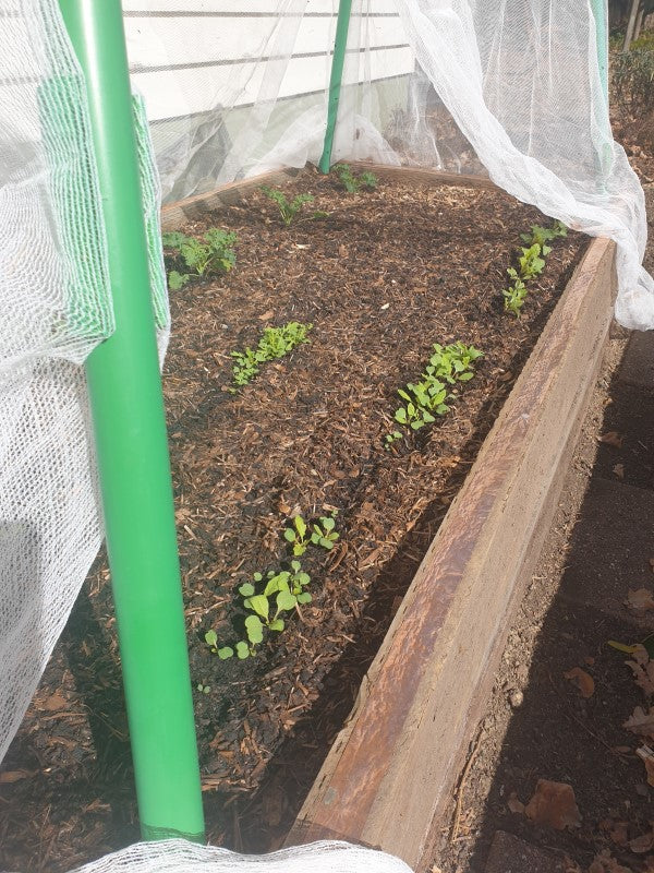 Caring for Seedlings.