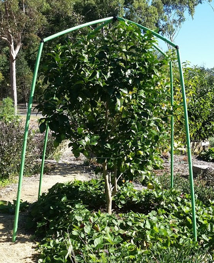 Citrus Trees