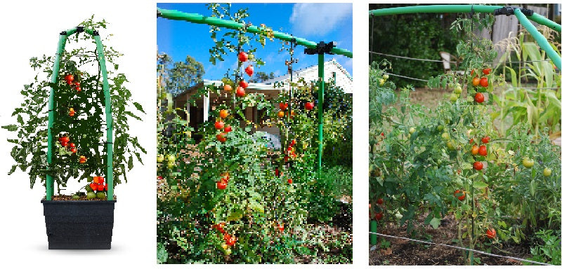 Tomatoes.
