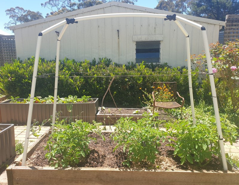Pruning and training tomatoes.