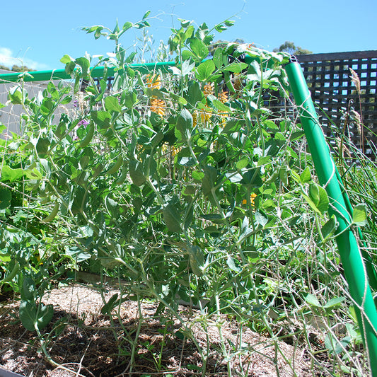 Flexi Garden Bed Frame Kit with Climbing Net - exclusive to Bunnings.