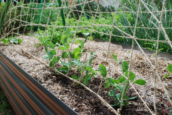 Flexi Garden Bed Frame Kit with Climbing Net - exclusive to Bunnings