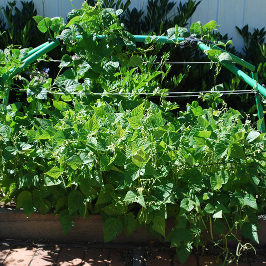 Flexi Garden Standard Frame