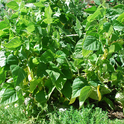 Flexi Garden Standard Frame