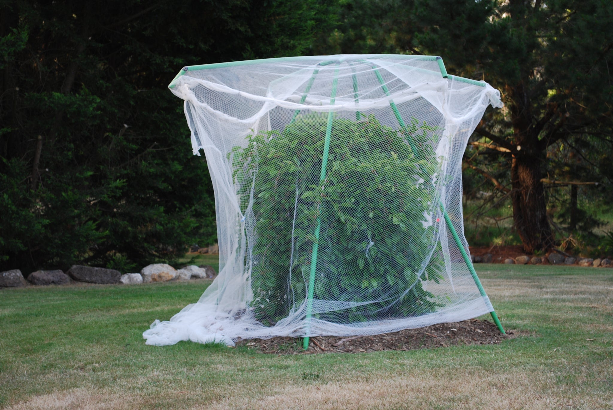 6 x 6 metre Insect Exclusion Netting and Clamps - fits both Tree Frame ...